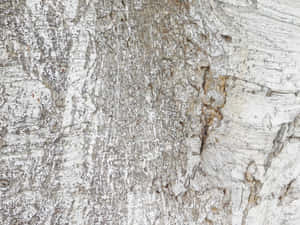 detalye, kahoy, background, materyal, luma, puno ng kahoy, abstract, puno, tekstura, matanda, ibabaw, natural, tabla, kahoy, pattern, magaspang, pagtanda, halaman, closeup, kapaligiran — Surface Wallpaper