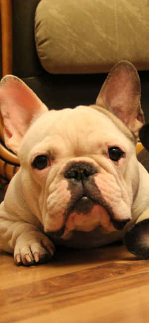 mga larawan ng french bulldog — iPhone 17 Wallpaper