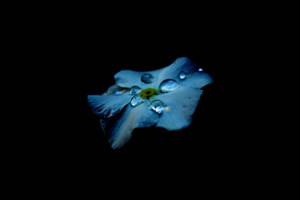 AMOLED wallpaper ng isang blue flower na may droplets sa black background.