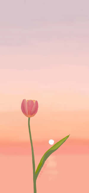 Background ng Tulip — iPhone 12 Pro Max Wallpaper