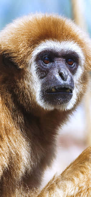 Iphone Xs Max Gibbon Background — iPhone 14 Wallpaper