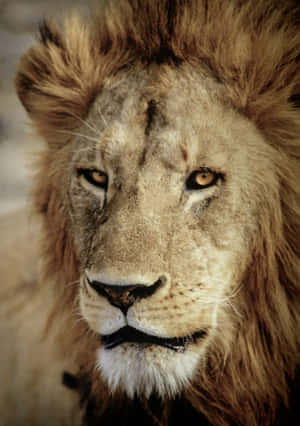 Lion Face Pictures — IQOO Pad5c Wallpaper