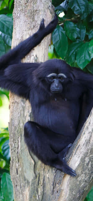 Iphone Xs Max Gibbon Background — iPhone 17 Wallpaper