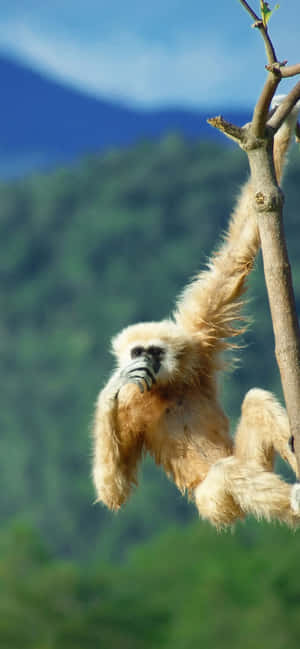 Iphone Xs Max Gibbon Background — iPhone 18 Pro Wallpaper
