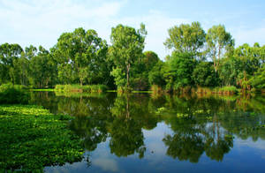 Green trees in a river at summer wallpaper.