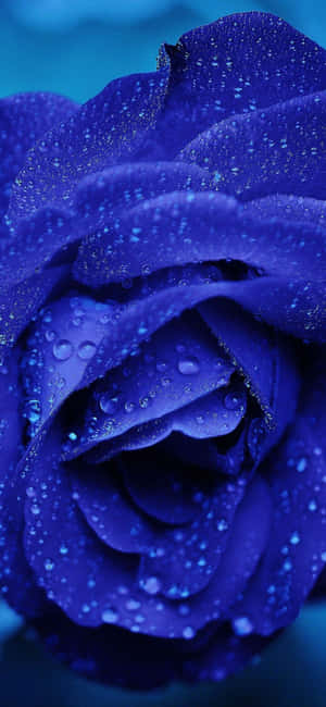 Dark Blue Rose Abstract — iPhone 16 Plus Wallpaper