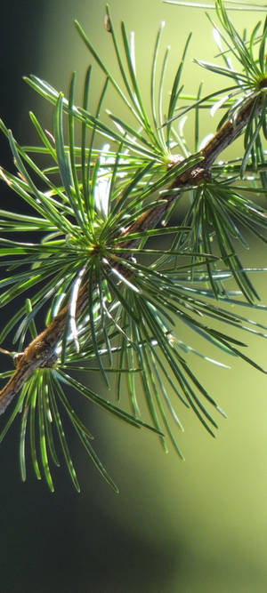 Vivo V20 Pine Leaf — Pixel 11 Wallpaper