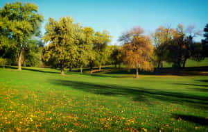 trees pictures — MacBook Air M4 Wallpaper