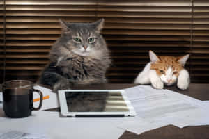 Grumpy Cat pictures — MacBook Air M3 Wallpaper