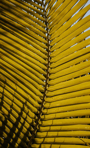 Close-Up Dilaw na Palm Leaf wallpaper — Galaxy Tab S9 Wallpaper