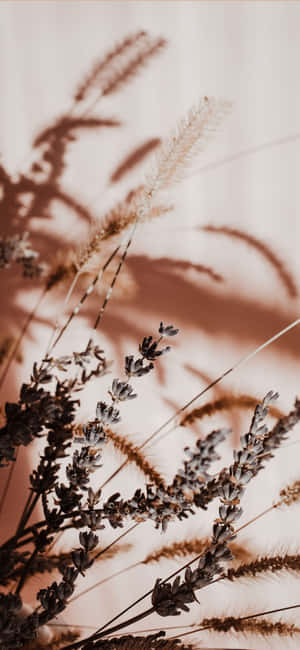 Mga larawan ng Beige Aesthetic — Beige aesthetic GIF Wallpaper