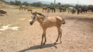 Cute Horse background