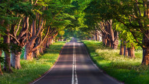 Sloping road na may malaking puno background wallpaper. — Studio Display Wallpaper