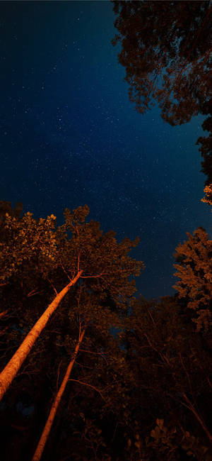 Trees In Night Sky IOS 11 — S24 Ultra Wallpaper