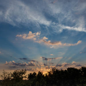 Trees in dawn sunrise wallpaper