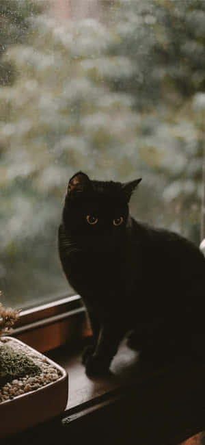 Halloween Cat Pictures — iPhone X Wallpaper
