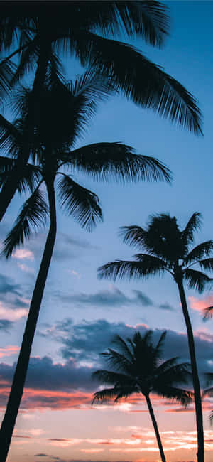 Palm Tree Iphone — Floral iPhone Wallpaper