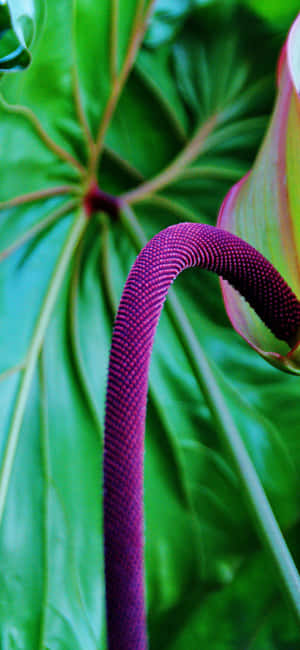 Tropical Plants [wallpaper] — Motorola Edge 70 Fusion Wallpaper