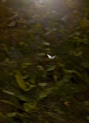 Fairy Aesthetic background — Fairy aesthetic Wallpaper