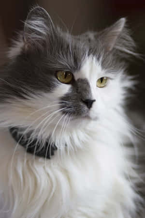 Turkish Angora Cat na Nagpapahinga sa Isang Sofa — Cute Cat Wallpaper