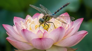 Macro ng isang lotus na may tutubi, berdeng background.