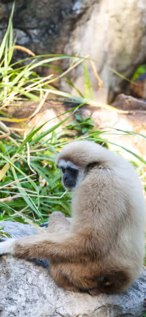 Iphone Xs Max Gibbon Background — iPhone 12 Wallpaper