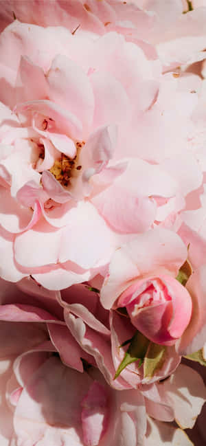 Light Pink Floral Iphone — Floral iPhone Wallpaper