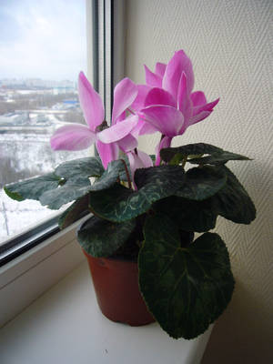 Wallpaper ng Cyclamen house plant — 3:4 Wallpaper