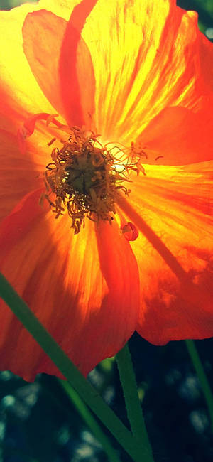 Orange Poppy Flower wallpaper — iPhone 16 Wallpaper