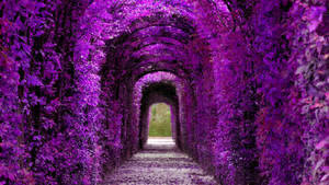 Violet aesthetic plant tunnel wallpaper — iMac Wallpaper