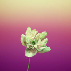 Violet Helleborus Orientalis Apple Flower — 1:1 Wallpaper