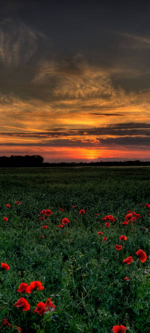 Vivo V20 Poppy Field — iPhone 17 Pro Wallpaper