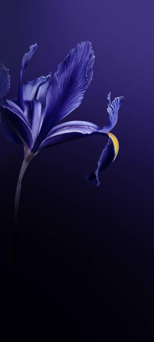 Vivo V20 Purple Flower — iPhone Air Wallpaper