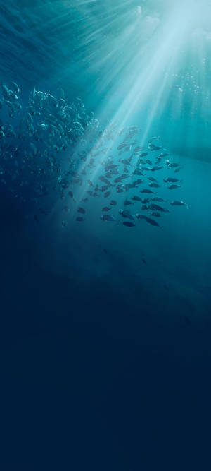 Vivo V20 Undersea Fish — Pixel 10 Wallpaper