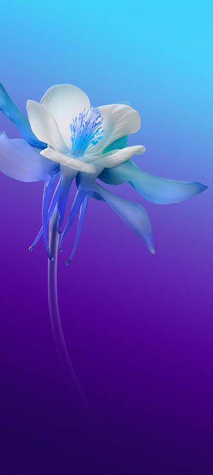 Vivo V20 White And Blue Flower — Pixel 10 Wallpaper