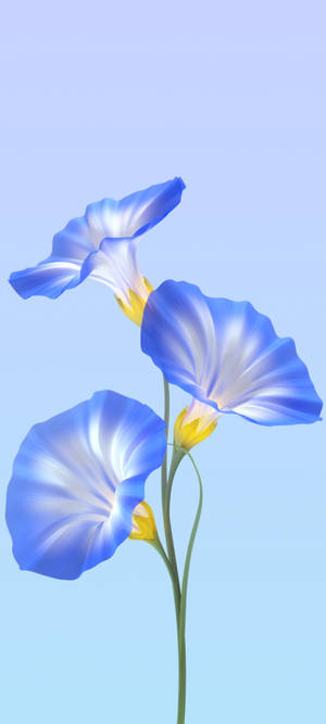 Vivo Y11 Asul na Bulaklak
