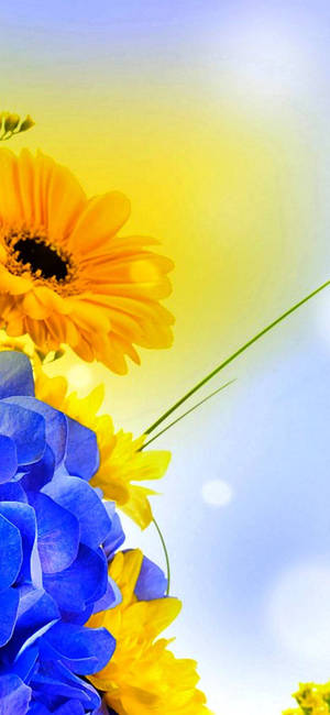 Vivo Y11 Sunflower — Pixel 11 Pro Wallpaper