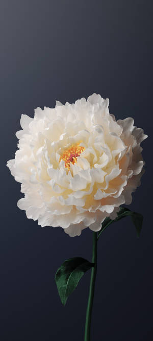 Vivo Y11 Puti na Peony — Galaxy S24 FE Wallpaper