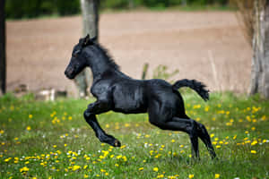Magandang kabayong background — Cute horse Wallpaper