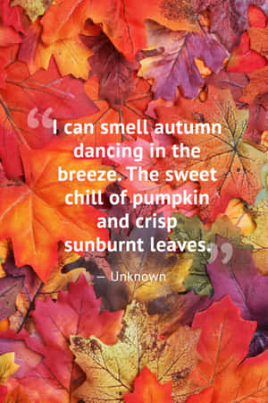 Autumn pictures — Huawei MatePad Pro Max Wallpaper