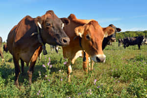 mga larawan ng hayop sa bukid — MacBook Pro M2 Wallpaper