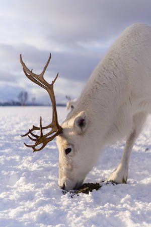 White Reindeer In Snow wallpaper. — Winter Wallpaper