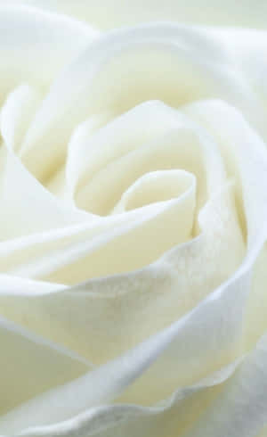 White Roses Iphone — Tecno Megapad SE Wallpaper