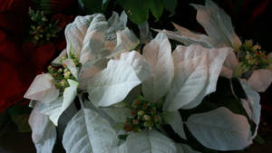 Wallpaper ng White Wonder Poinsettia — 16:9 Wallpaper