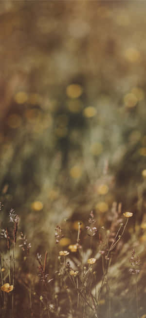 Wild Flowers Pictures — iPhone 12 Pro Max Wallpaper