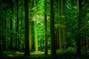 Green Nature background — MacBook Pro M2 Wallpaper