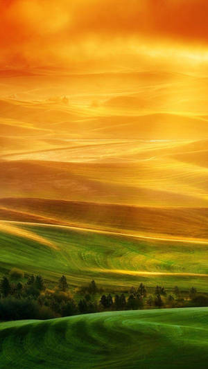 Xiaomi mga Puno sa Disyerto — Xiaomi Wallpaper