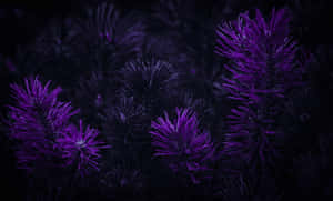 Mga larawang may dark purple na estetiko — Dark purple aesthetic Wallpaper