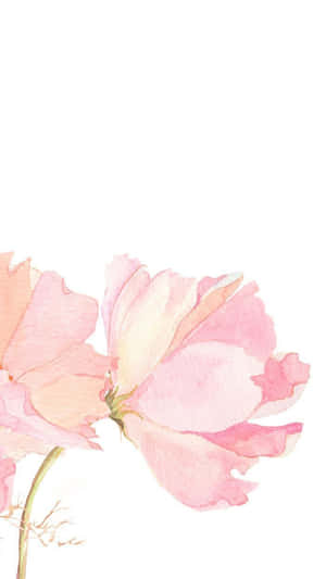 Pink Floral — Pink Floral Wallpaper