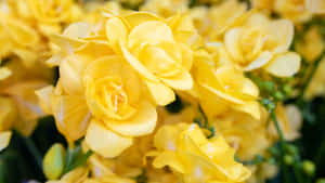 Dilaw na Estetika na Background — Pastel Yellow Aesthetic Wallpaper